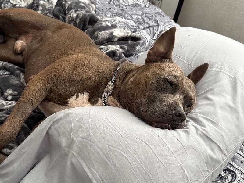 American Staffordshire Terrier 3 years old male large named Smokey for breeding in Orange County, California | Petmeetly