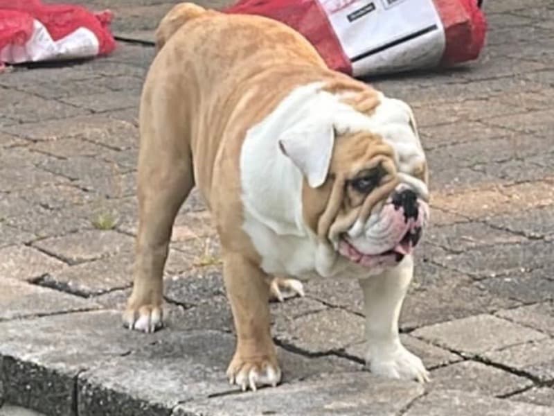Maximus primary photo