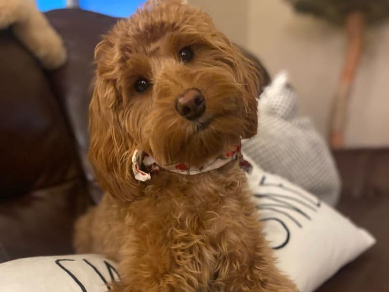 Mini Golden Doodle 6 years 1 month old female small named Paris for breeding in Sonoma County, California | Petmeetly