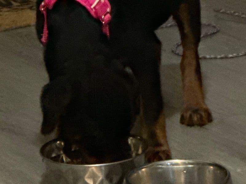 Rottweiler 6 months old female medium named Harley for sale in Baltimore, Maryland | Petmeetly