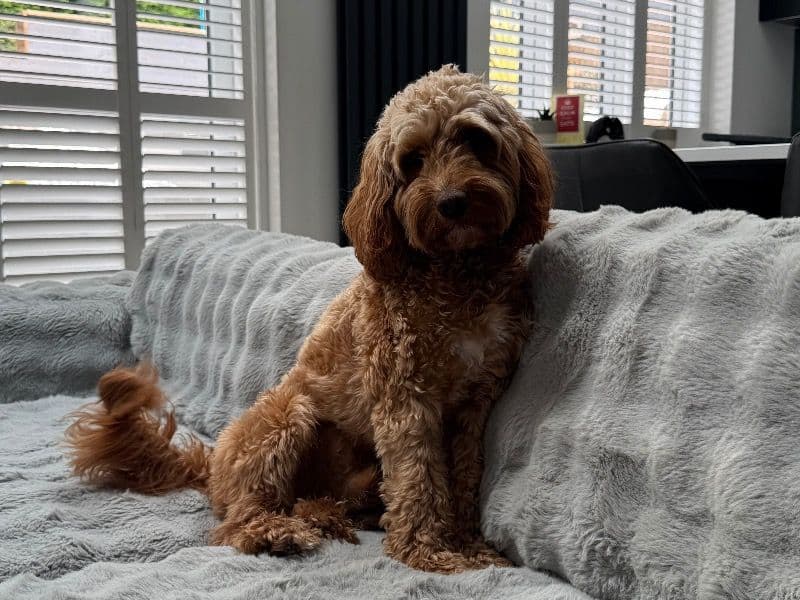 Cockapoo 2 years 1 month old male medium named Walter for breeding in Nottingham, England | Petmeetly