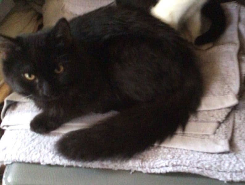 American Shorthair 6 months old male named Jasper for sale | Petmeetly