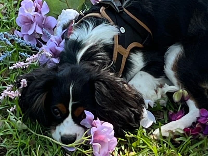 Oleander Lee (aka Ollee) primary photo