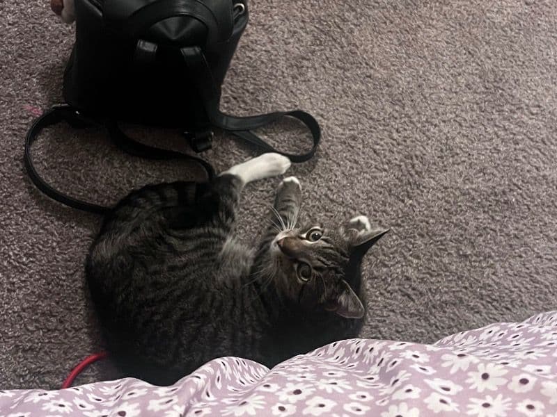 Tabby 12 years old male named Mijo for adoption in Arapahoe County, Colorado | Petmeetly