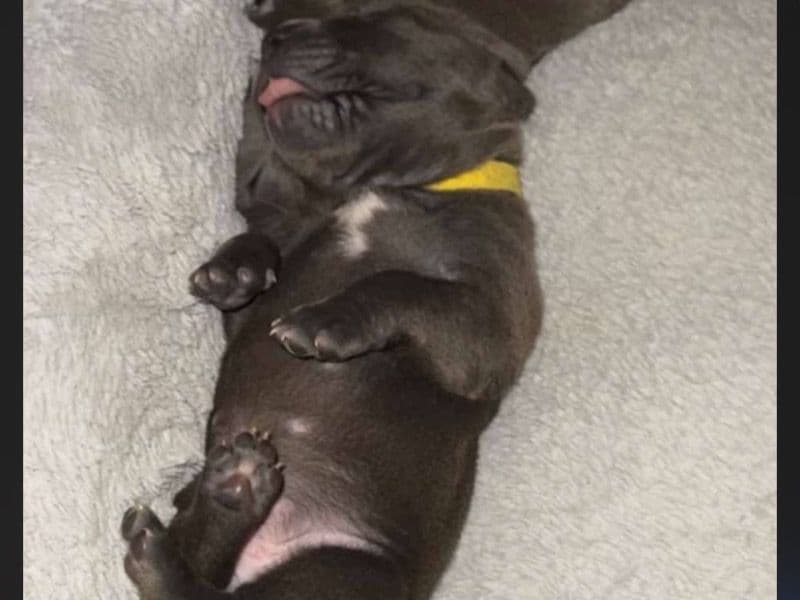 Blue nose Pitbull 8 months old male small named Monster for breeding in Greene County, Missouri | Petmeetly