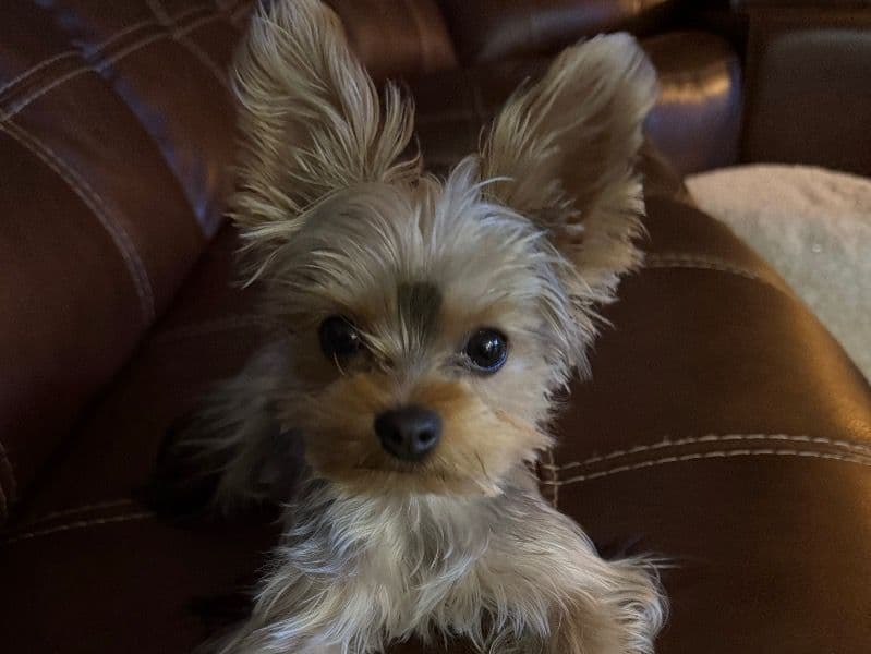 Mochi primary photo