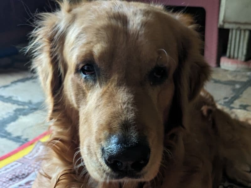 Buddy primary photo
