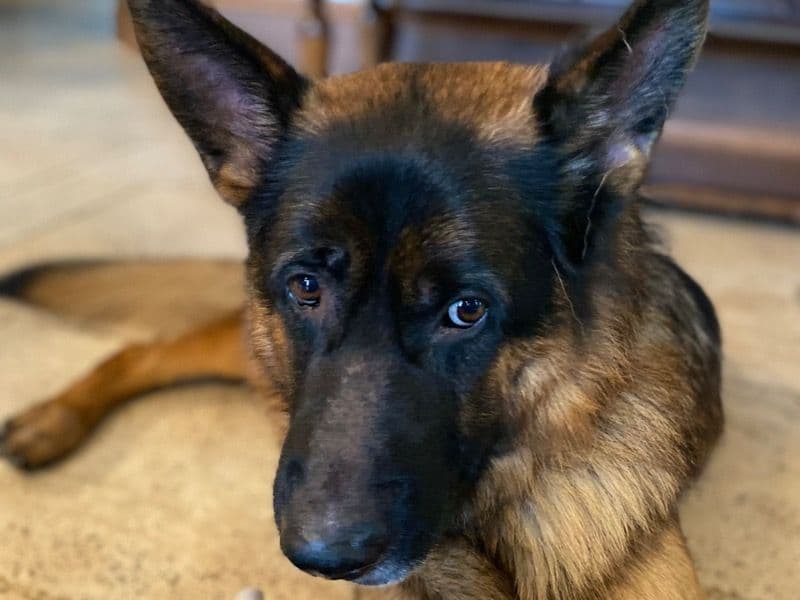 German Shepherd 3 years 9 months old male extra large named Odin for breeding in Montgomery County, Maryland | Petmeetly
