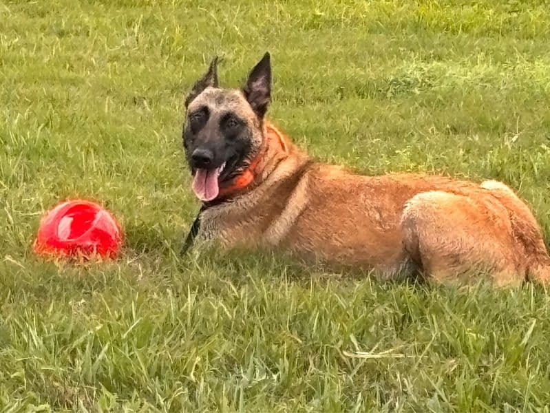 Belgian Malinois 1 year 9 months old female medium named Fire for sale in Hillsborough County, Florida | Petmeetly