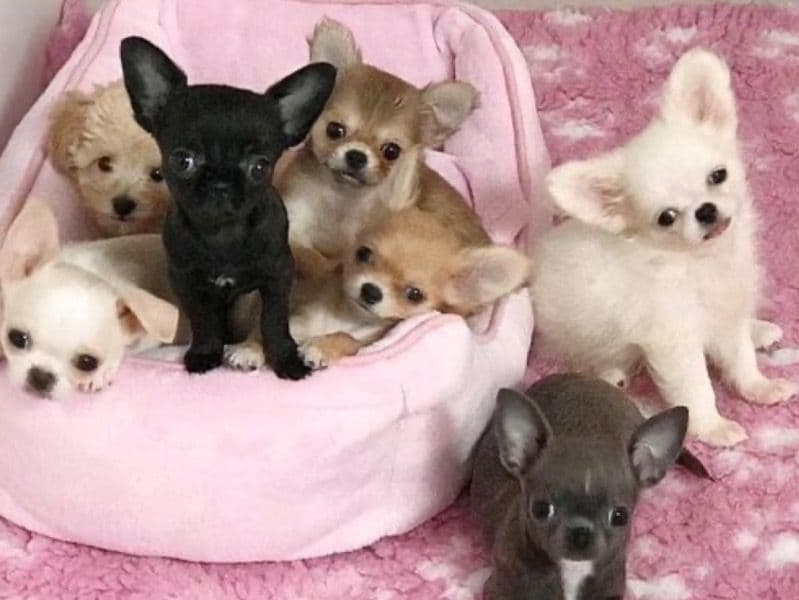 Affenhuahua 7 months old male medium named Penny for sale in Saltillo, Coahuila de Zaragoza | Petmeetly