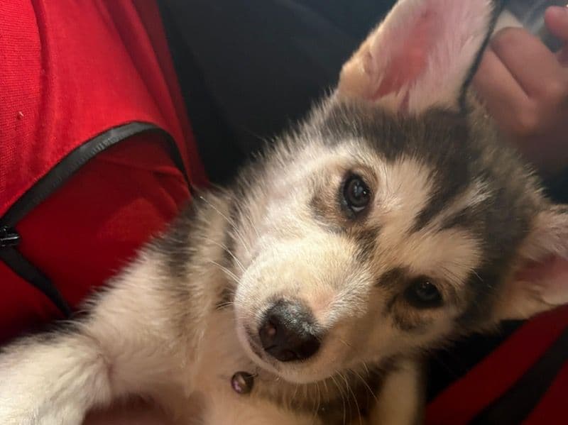 Siberian Husky 2 months old female small named Sophie for breeding in Condado de Camden, Nueva Jersey | Petmeetly
