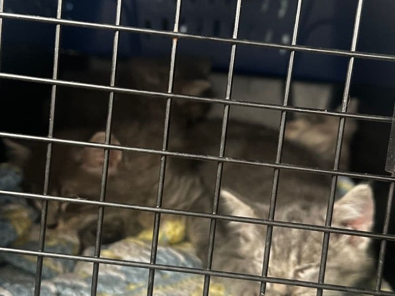 American Shorthair 2 months old female named Kittens for adoption in Harris County, Texas | Petmeetly