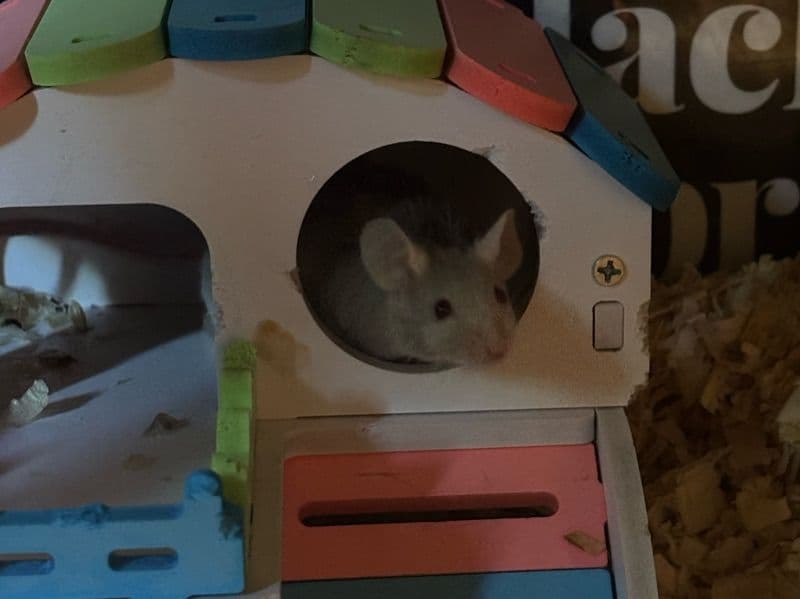 Fancy Mouse 4 months old female named Baby Mice (multiple) for adoption in Polk County, Florida | Petmeetly