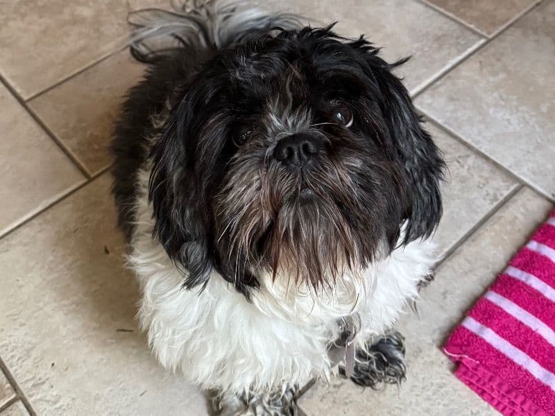 Shih Tzu 6 years old male medium named Thomas for breeding in St. Francois County, Missouri | Petmeetly