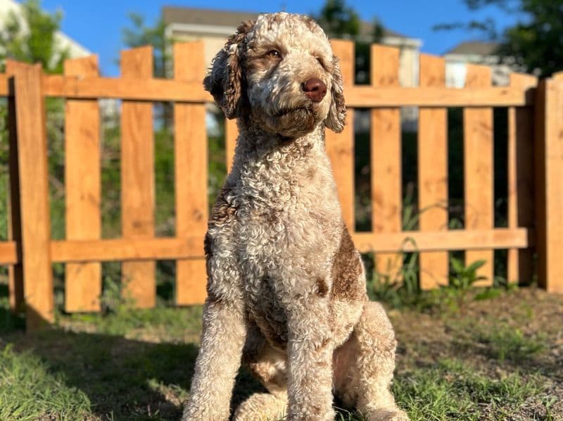Goldendoodle 2 years old male large named Mylo for breeding in Mecklenburg County, North Carolina | Petmeetly