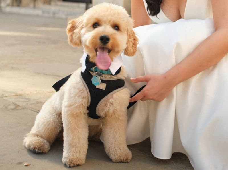 Miniature Poodle 11 months old male medium named Canelo for breeding in Harris County, Texas | Petmeetly