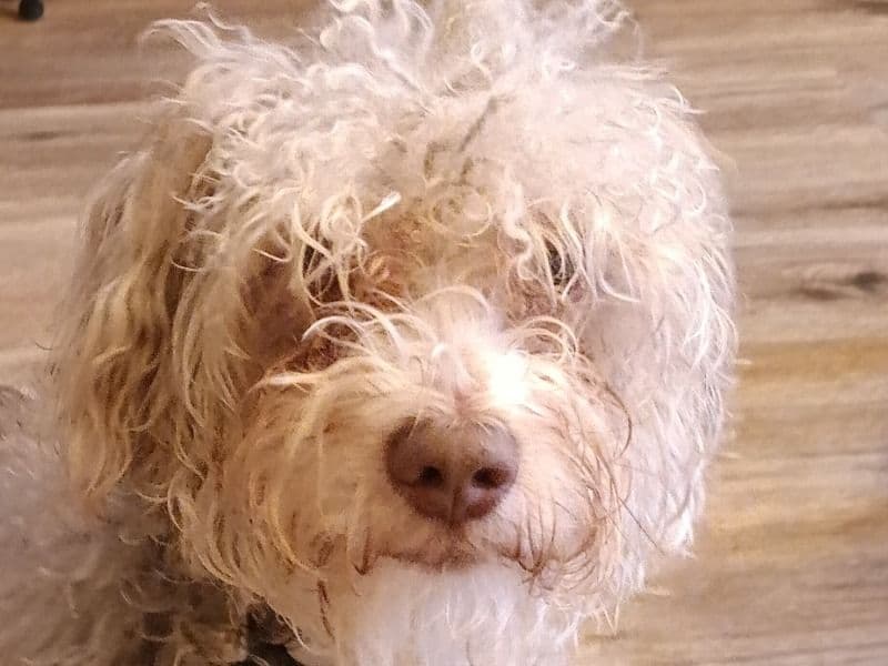Schnoodle 1 year 6 months old male medium named Bentley for adoption in Forrest County, Mississippi | Petmeetly