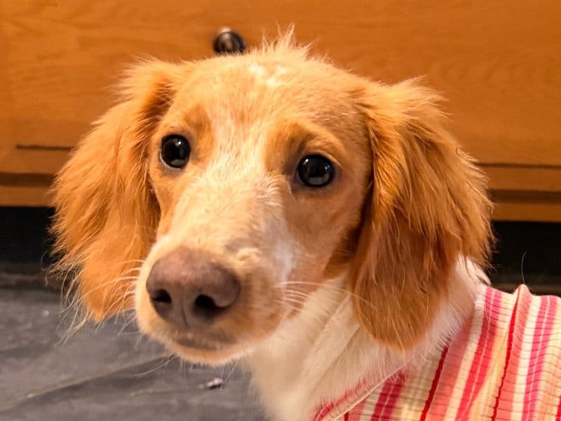 Miniature Dachshund 1 year old female small named Fig for breeding in Philadelphia County, Pennsylvania | Petmeetly