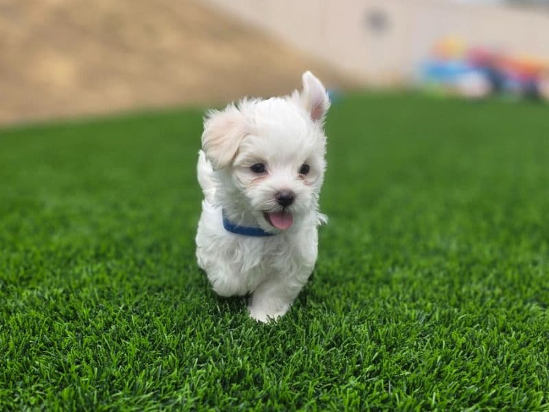Bear - Maltese | Petmeetly