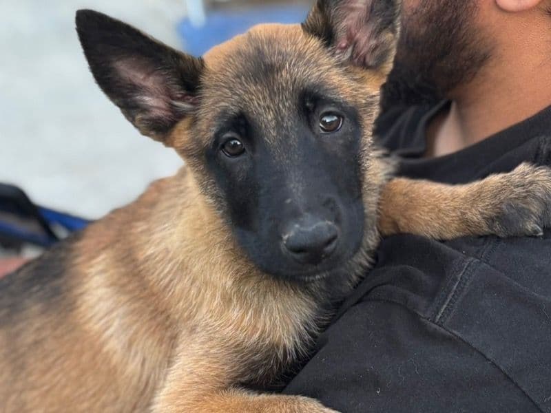 Belgian Malinois 7 months old female large named Matilda for sale in Los Angeles County, California | Petmeetly