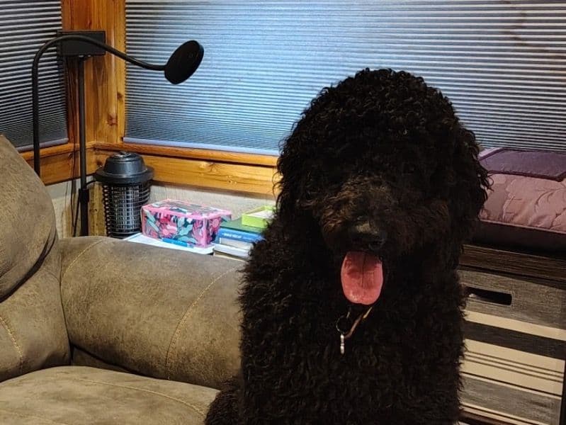 Goldendoodle 2 years 2 months old male large named Jet for breeding in Tarrant County, Texas | Petmeetly