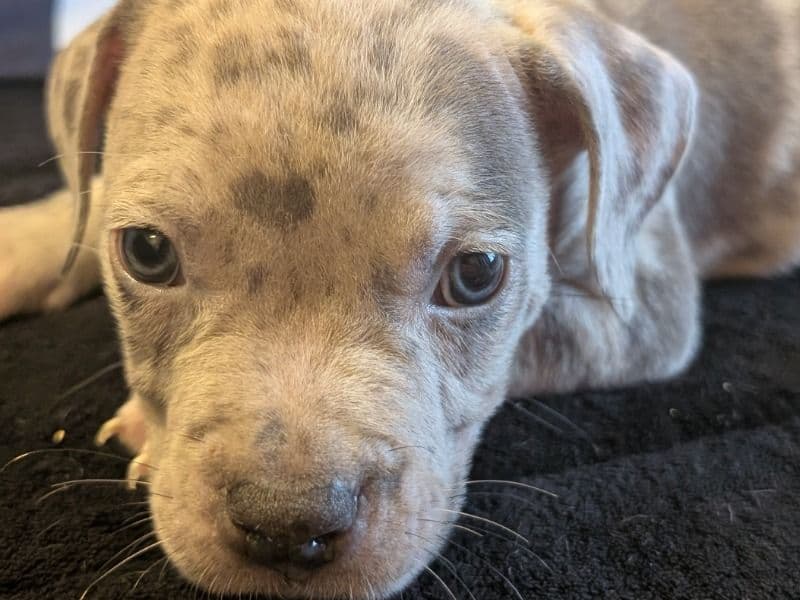 American Bully 2 months old male large named King for sale in Columbia County, Georgia | Petmeetly