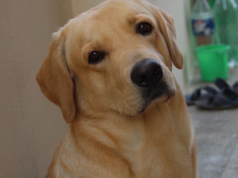 Bruno primary photo