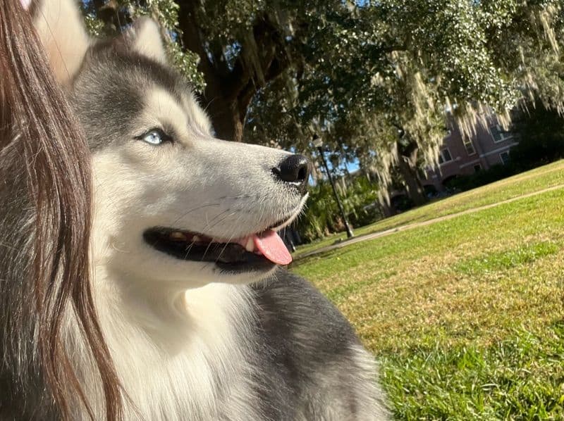 Blu primary photo
