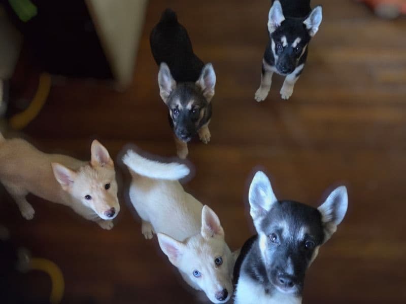 Black German Shepherd 4 months old female small named Lilo, Chica, Pickles, Julia, Millie, Helena, for sale in Regional Municipality of Durham, Ontario | Petmeetly