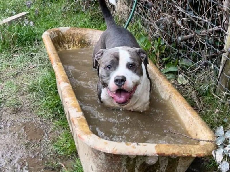 Staffordshire Bull Terrier 2 years 7 months old male medium named Rudy for breeding in West Sussex, England | Petmeetly