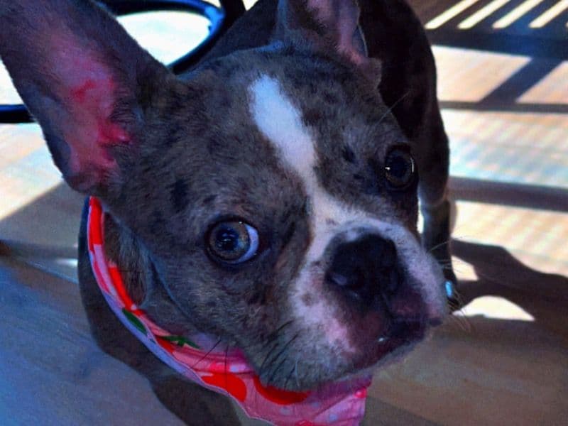 Bella primary photo