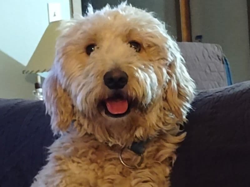 Muppet primary photo
