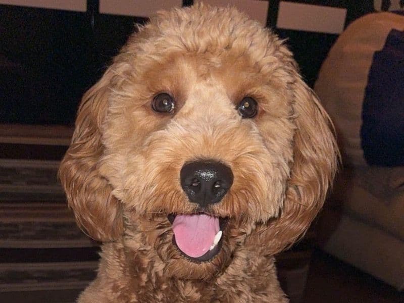 Double doodle 1 year 10 months old male large named Ralph for breeding in Faridabad Division, Haryana | Petmeetly