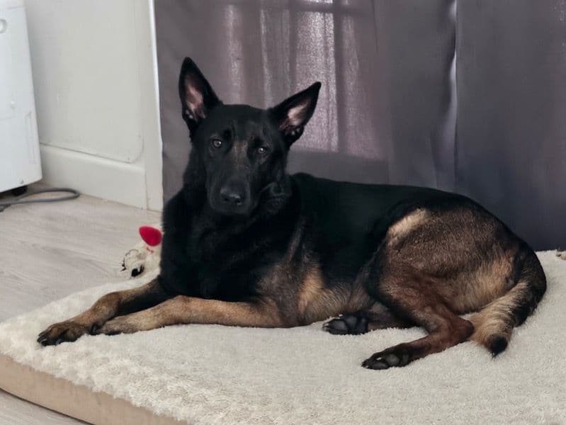 Belgian Malinois 5 years old male large named Rhett for sale in Orange County, California | Petmeetly