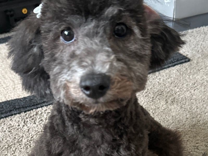 Maltipoo 1 year 1 month old female medium named Ladybug for breeding in Montgomery County, Maryland | Petmeetly