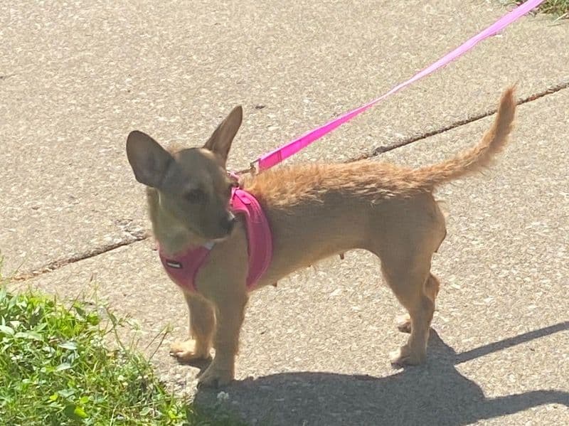 Chigi 2 years 5 months old female small named Sayde for breeding in Cook County, Illinois | Petmeetly
