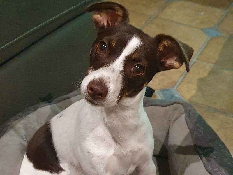 Jack Russell Terrier 1 year 7 months old female small named Bindy for breeding in Wyndham City, Victoria | Petmeetly