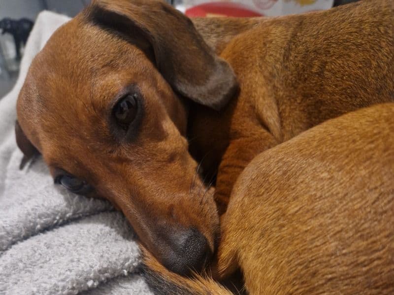 Miniature Dachshund 2 years old female small named Charlie for breeding in Cheshire East, England | Petmeetly
