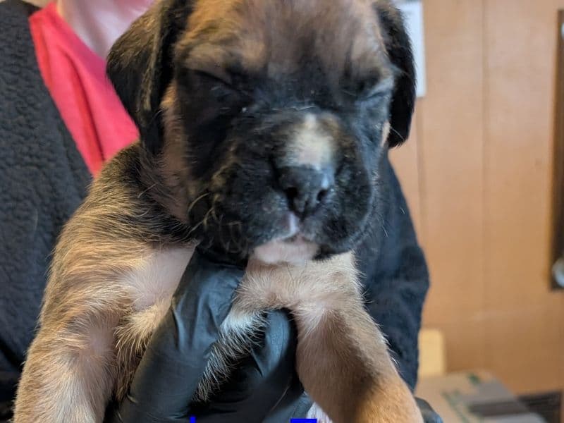 Boxer 1 month old male medium named Boy 7 for sale in McLean County, Illinois | Petmeetly