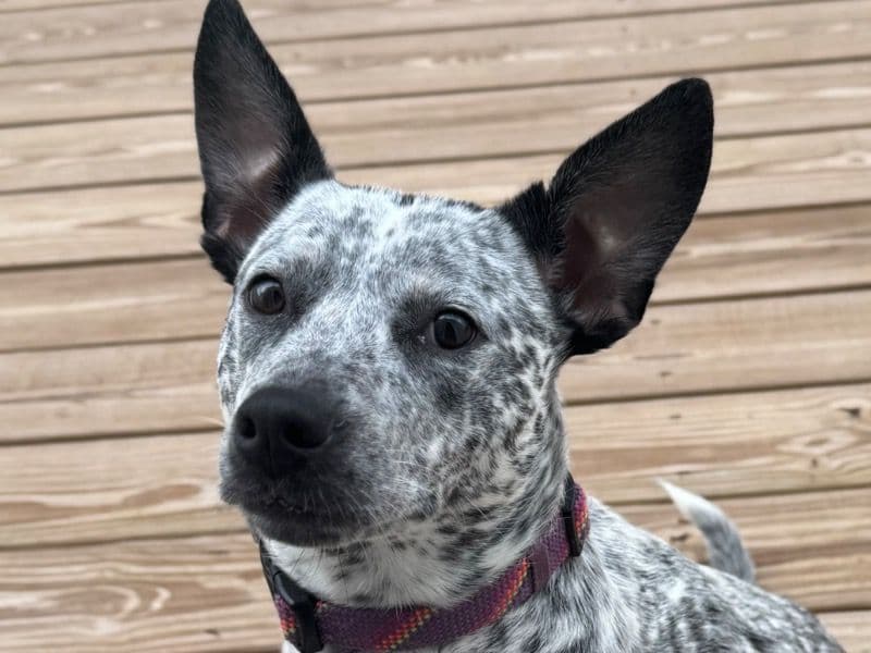 Australian Cattle Dog 1 year 5 months old female medium named Smokey for sale in Anderson County, Tennessee | Petmeetly