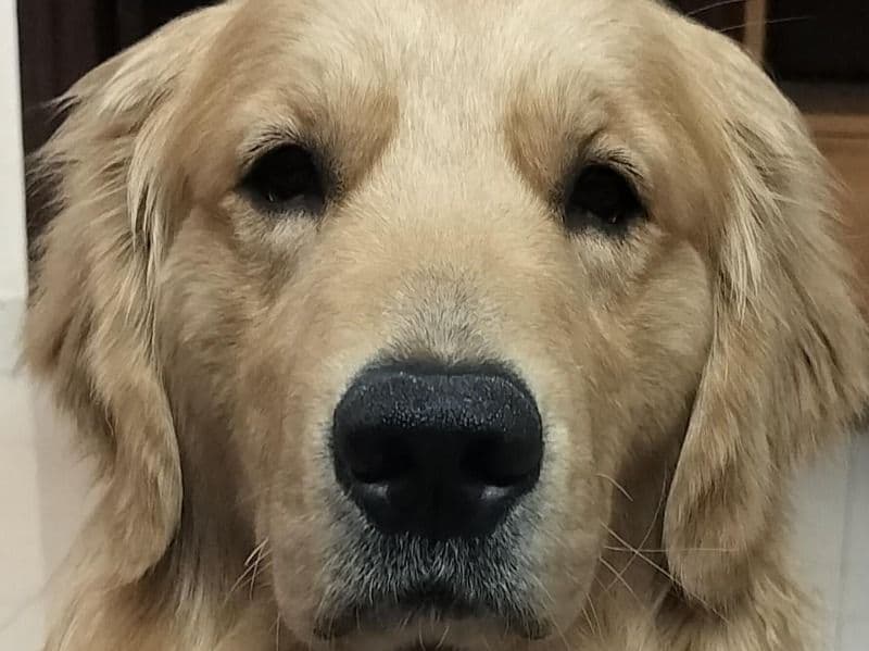 English Golden Retriever 2 years 4 months old male large named Bhole for breeding in Hyderabad, Telangana | Petmeetly