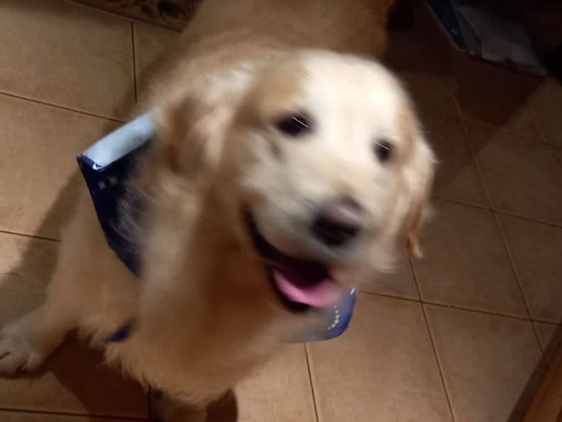 Golden Retriever 6 years old male large named Digger for breeding in Galway, County Galway | Petmeetly