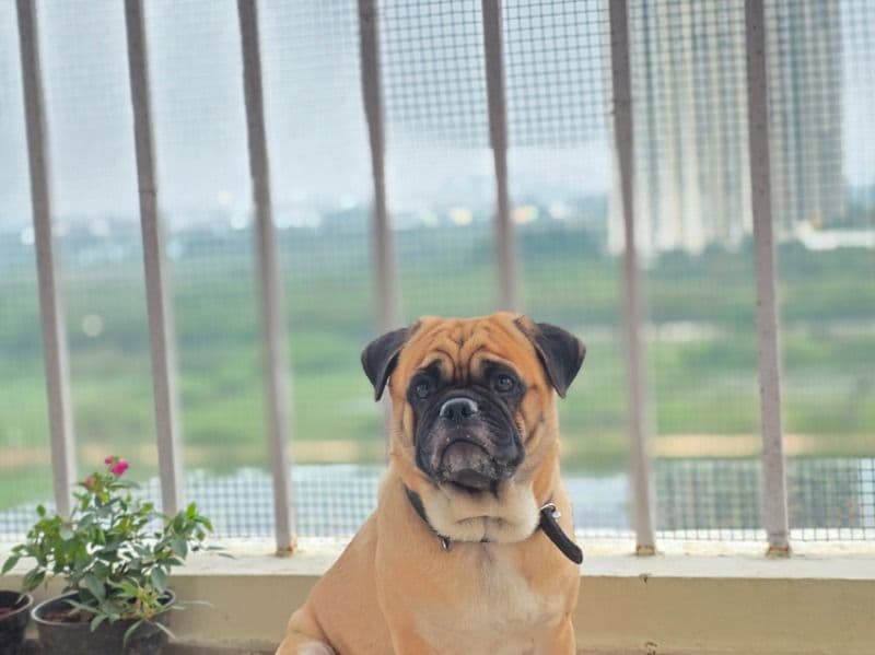 Pug 2 years 1 month old male medium named Cooper for breeding in Thazhambur, Tamil Nadu | Petmeetly