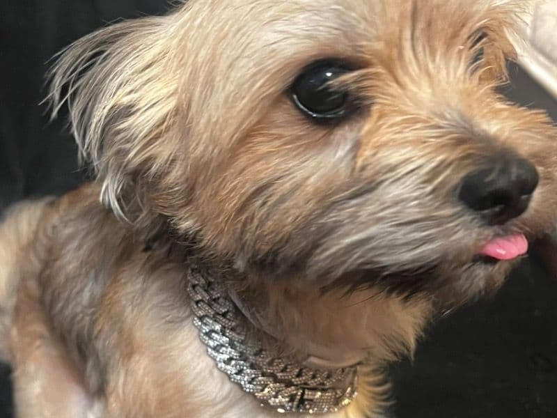 Shih Tzu 3 years 4 months old male small named Cash💰 for breeding in Pulaski County, Arkansas | Petmeetly