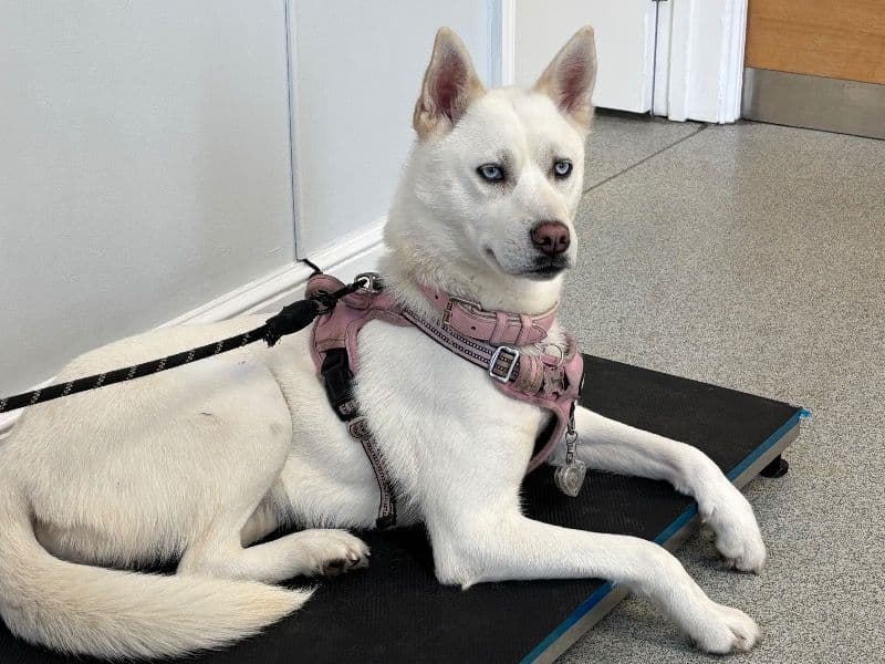 Nymeria primary photo