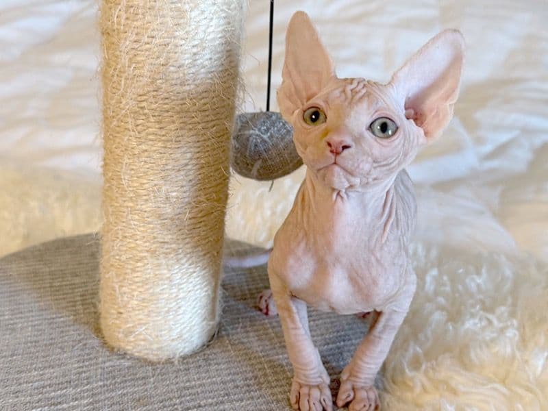Male Sphynx Kitten primary photo