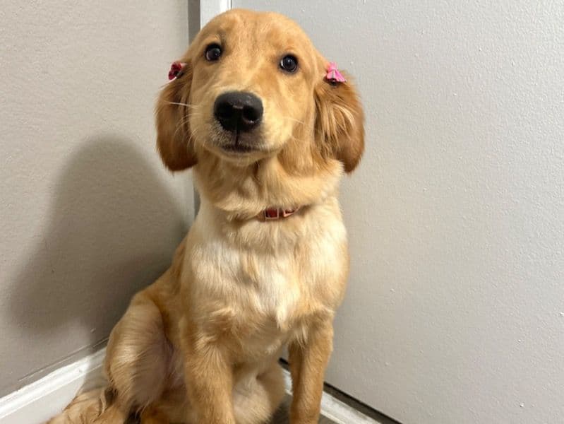 Golden Retriever 8 months old female medium named Rosebud for breeding in Pima County, Arizona | Petmeetly