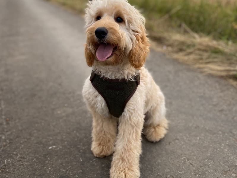 Rex primary photo
