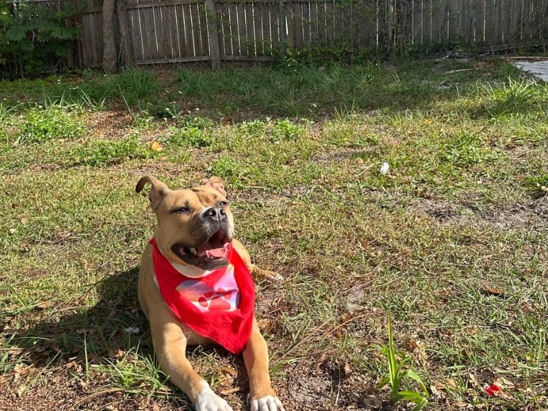 American PitBull Terrier 3 years old female large named Rosie for adoption in Seminole County, Florida | Petmeetly