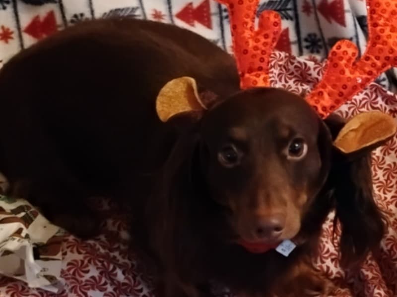 Dachshund 3 years old male large named Hershey for breeding in Franklin County, Kansas | Petmeetly